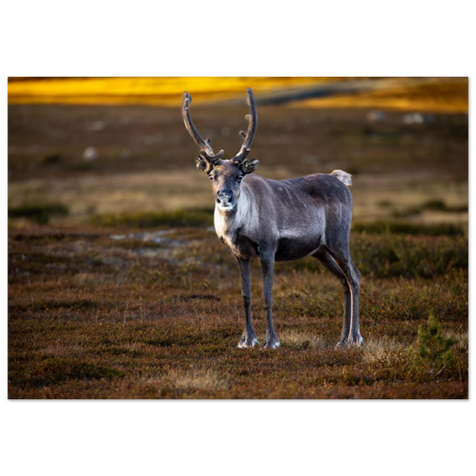 0076b3c1-a9a7-49ac-917e-03252fcd358a