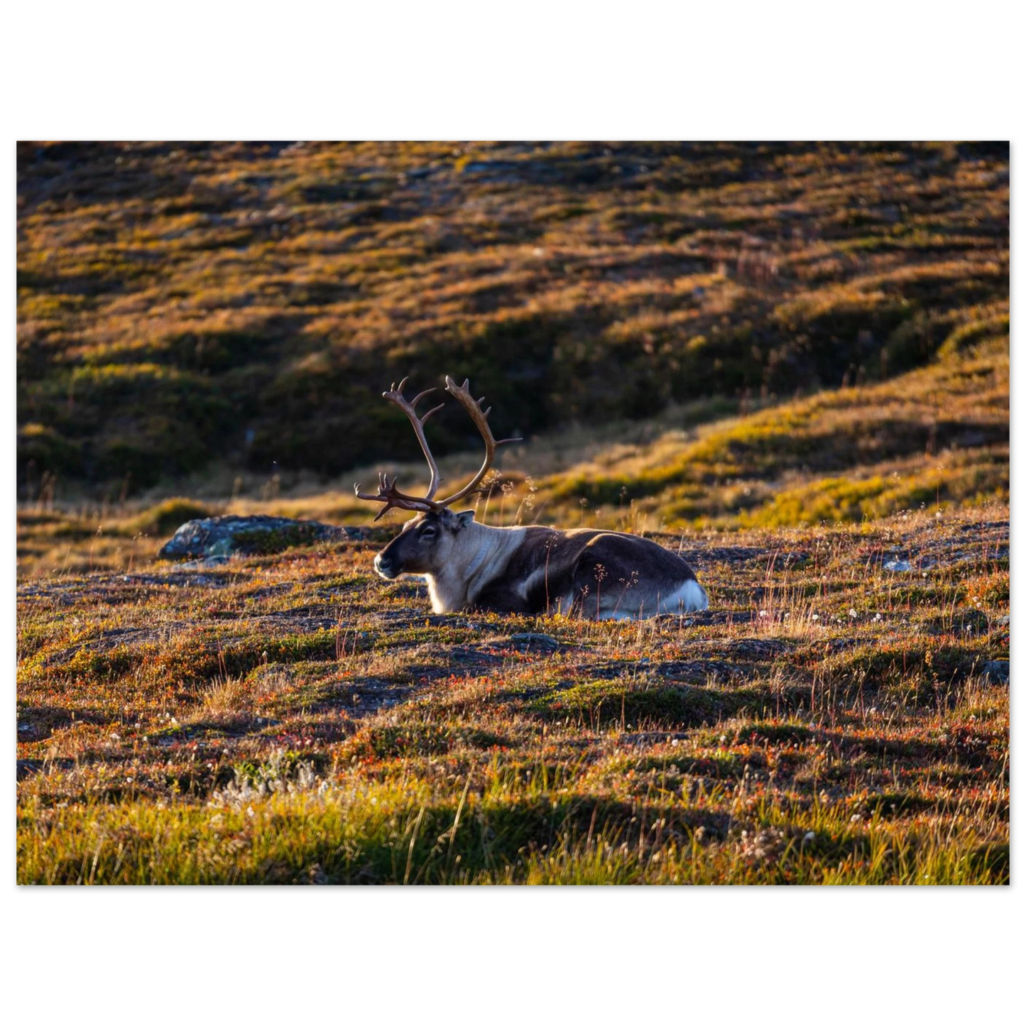 1489181a-1dfd-4758-88a9-fdf35bef09c9