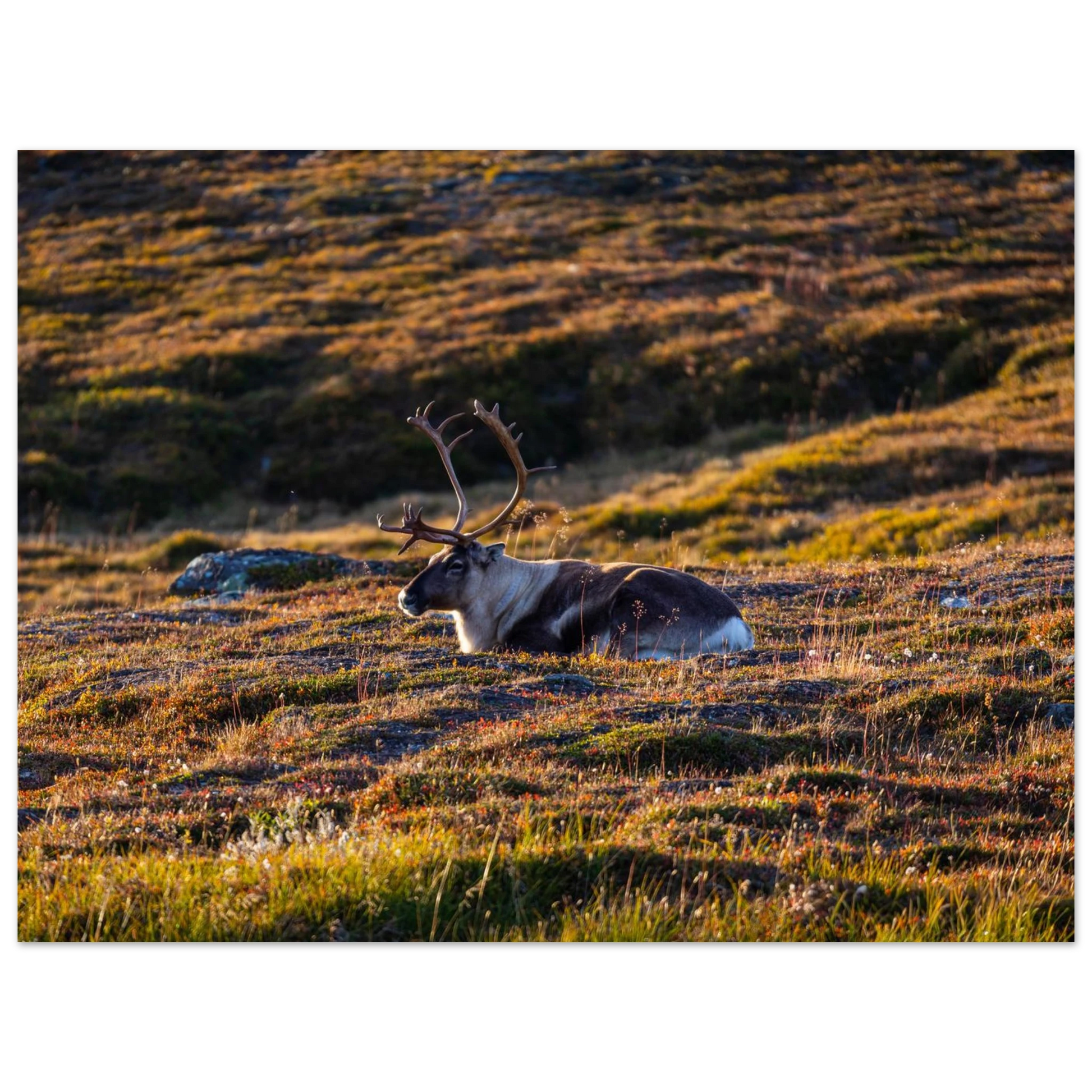 1489181a-1dfd-4758-88a9-fdf35bef09c9