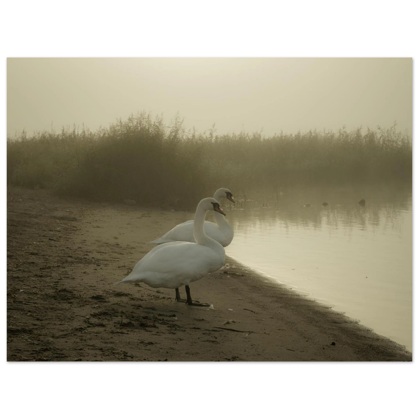 326752d6-baaa-4c2e-abaa-5b0181606191