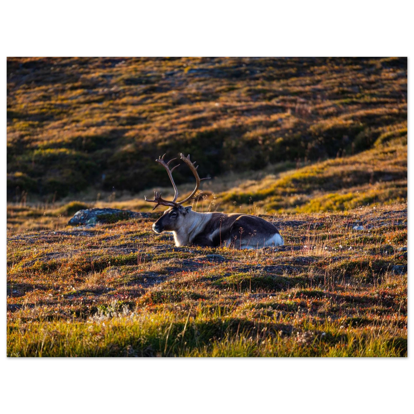 4145e20f-3ff3-4a8c-aa0f-ed3760baafa1