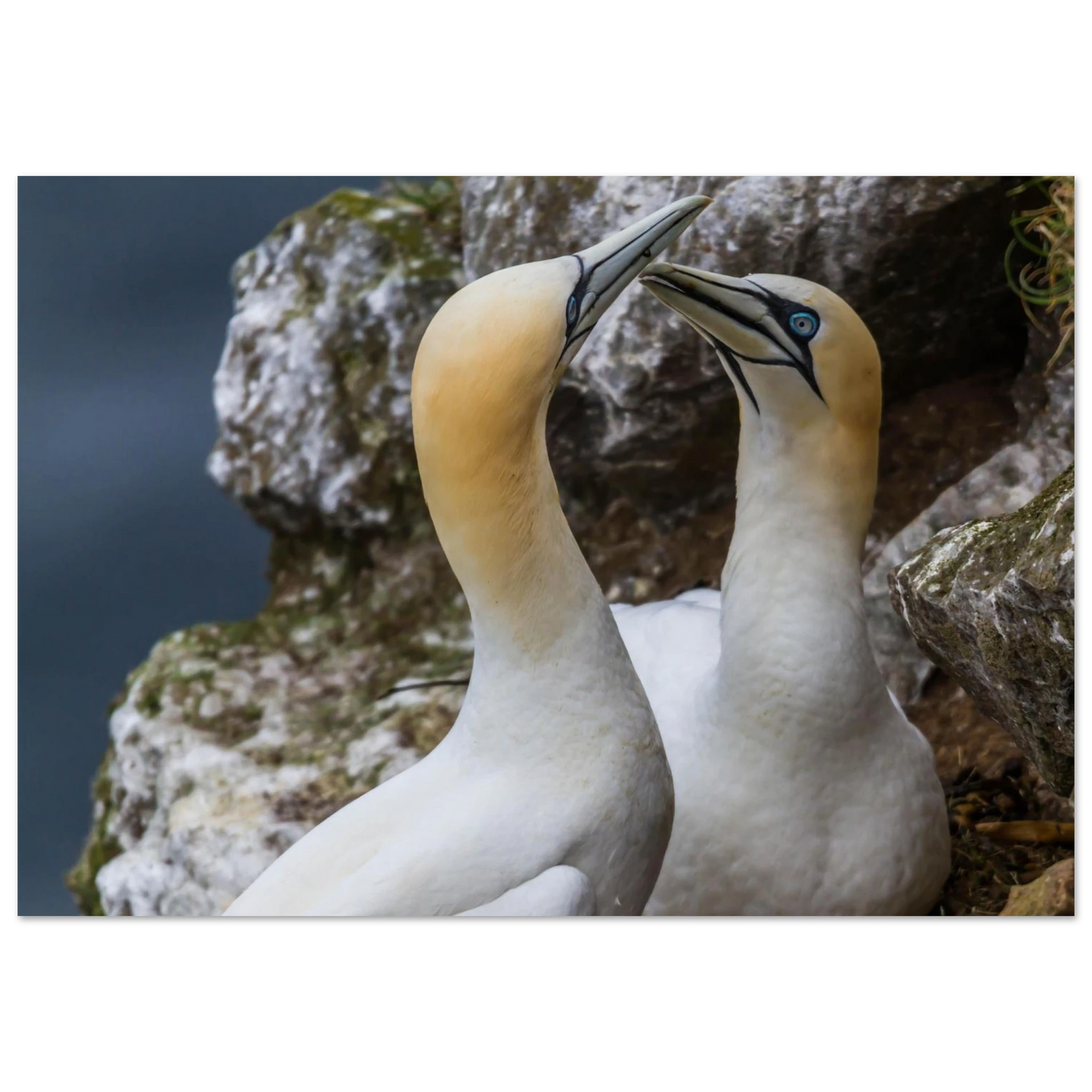 50d35b24-68ce-4b70-8f70-5378c7b1c525