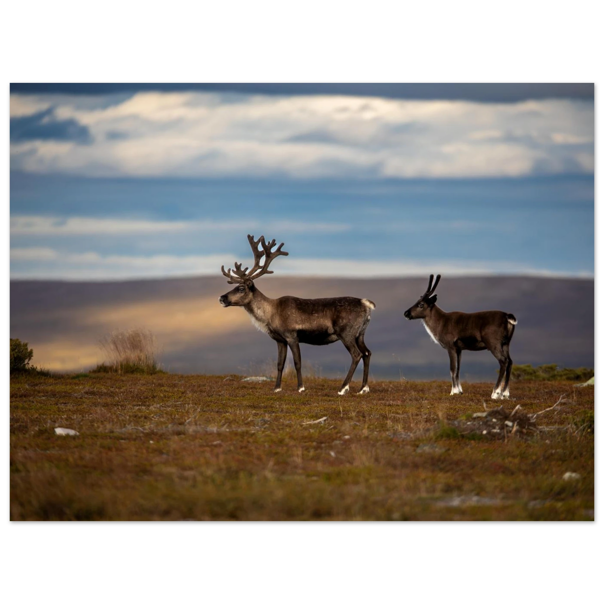 50d3cb90-4de6-409c-95de-b8d7151bc20c