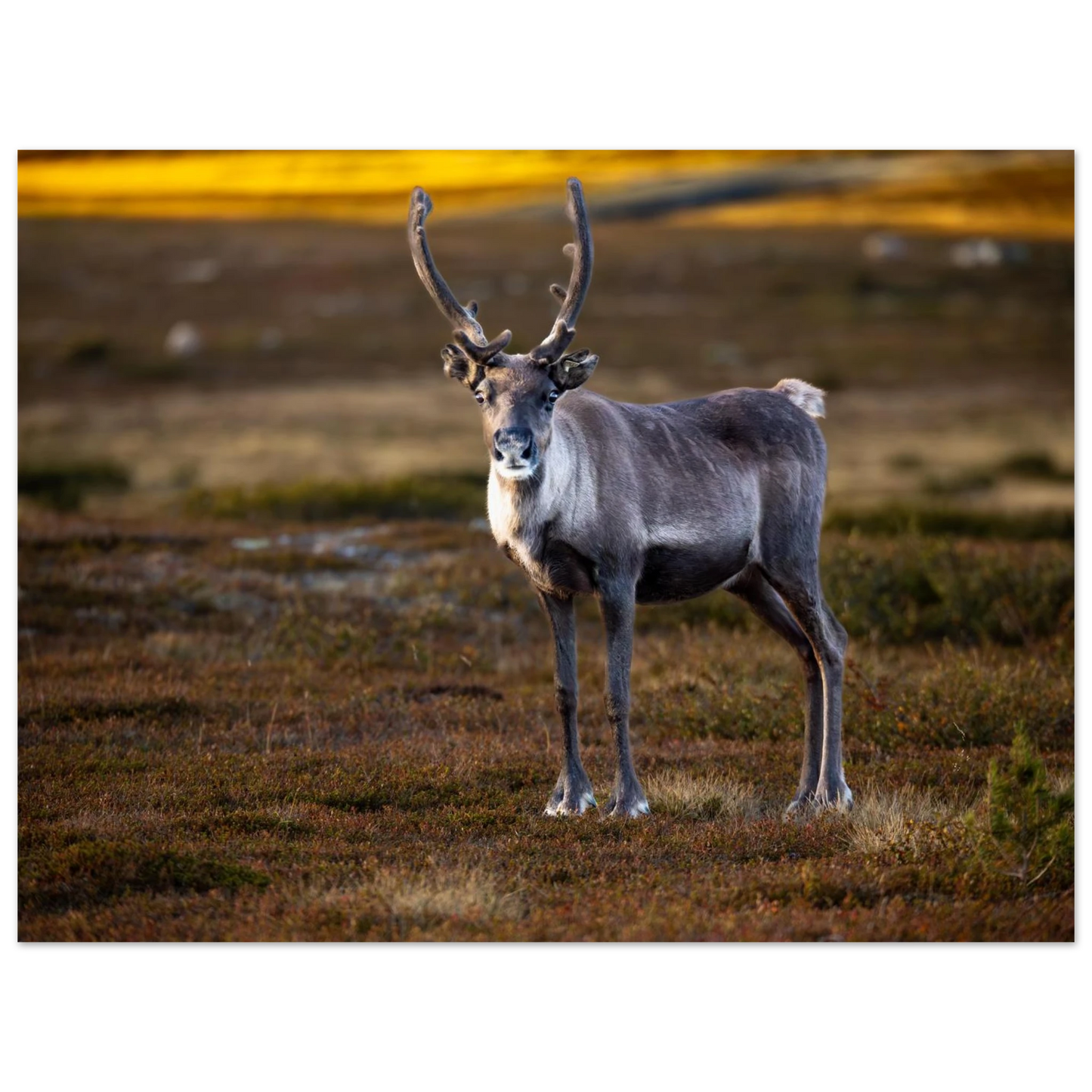 70050953-a4f0-4fc0-805e-65bc49d1d205