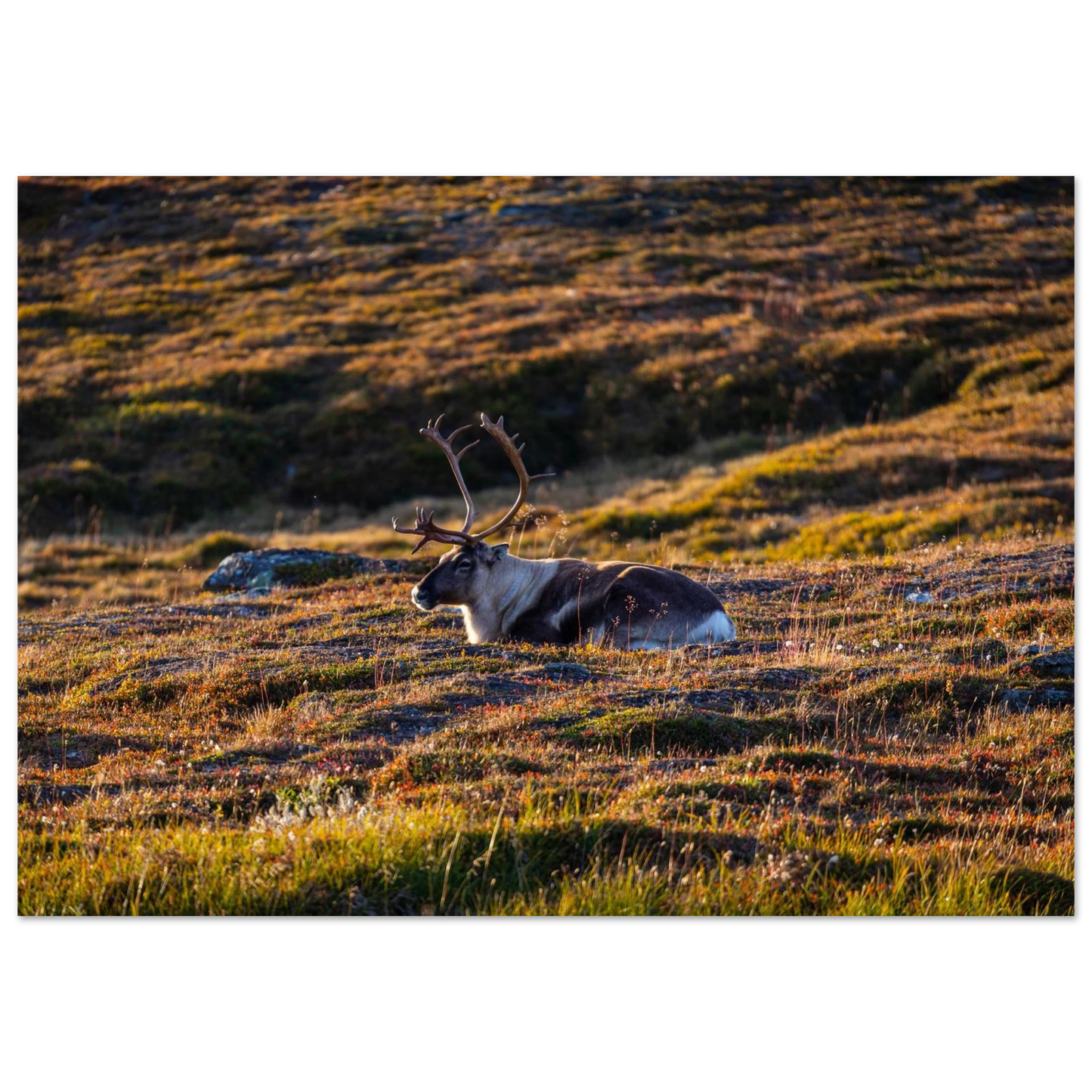 79e7428f-d6a6-457f-9e2d-4bdf56c333f3