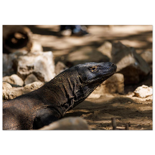 90156a50-93a3-4a1d-a626-7bb043c85178