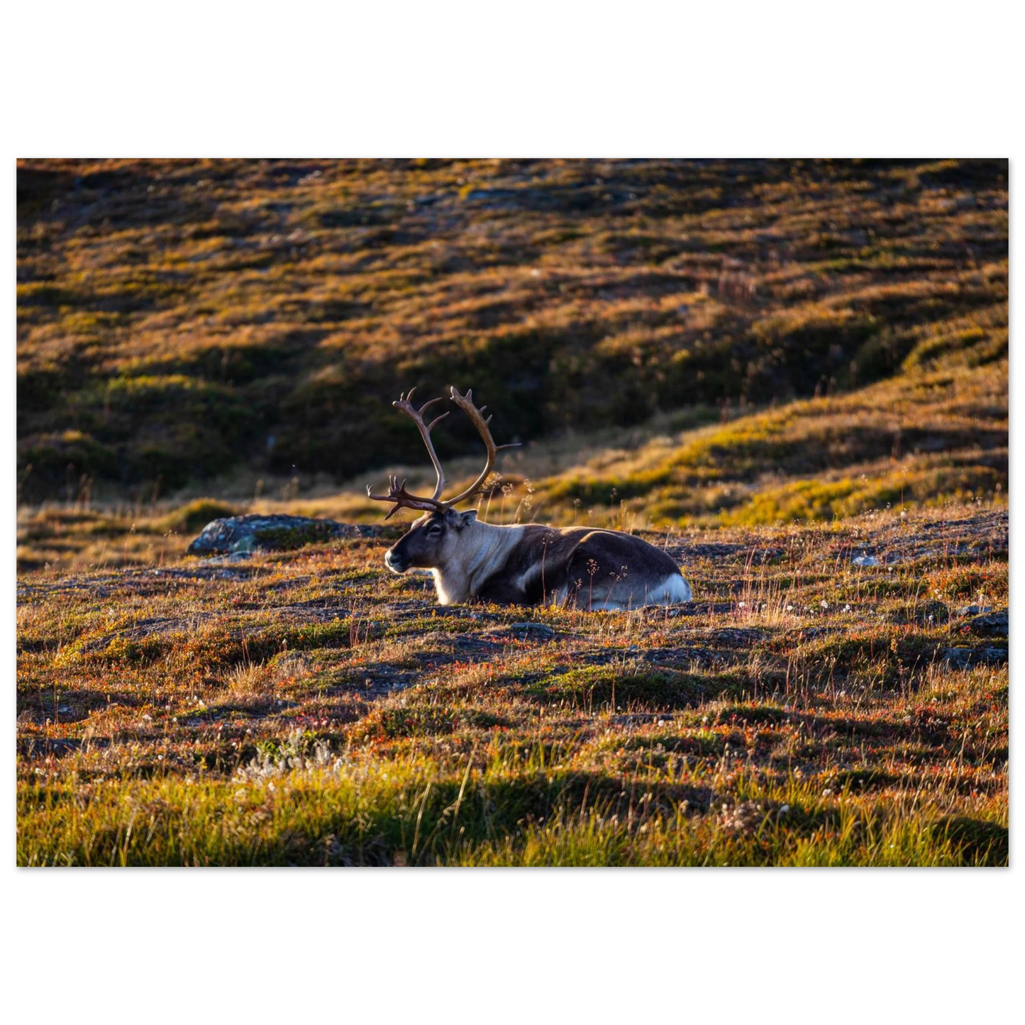 a86928bb-2ff9-47b7-a5a9-f2d8b4c746a7