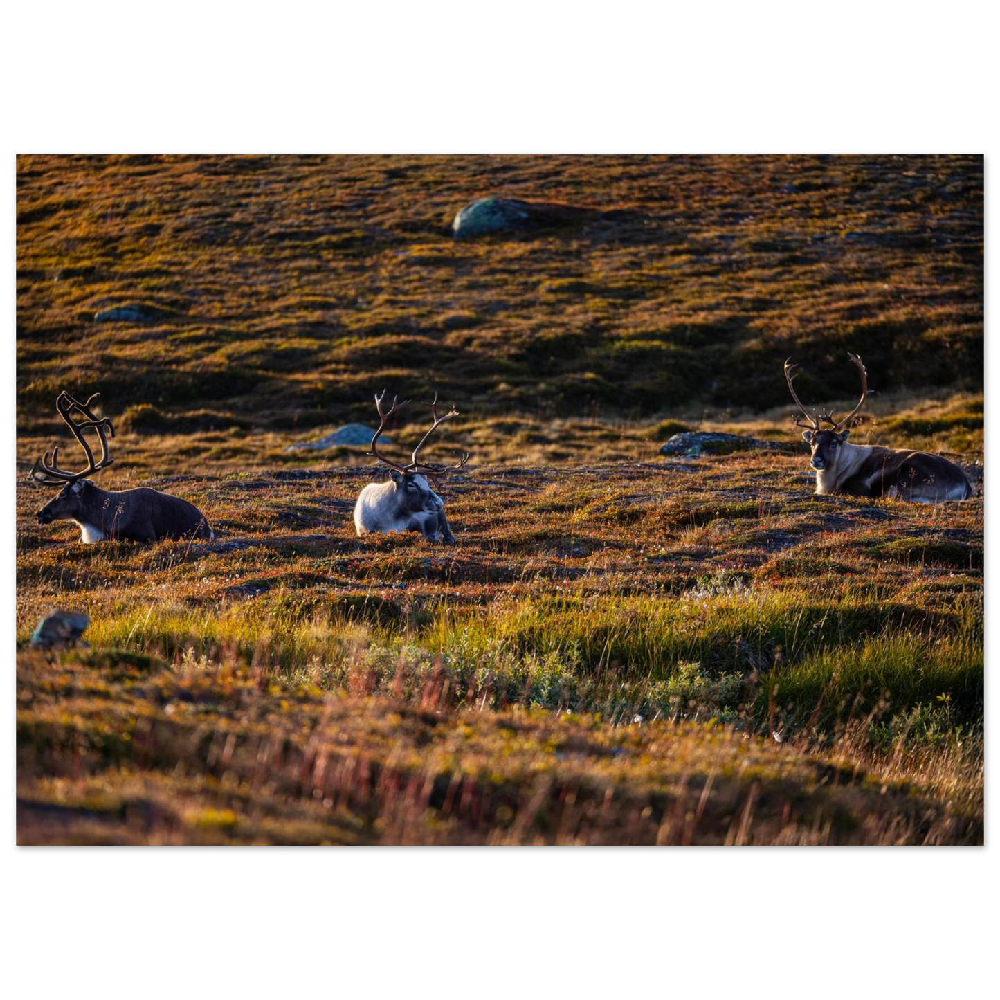 c1aa7450-105a-448a-8d16-c8008abf7029