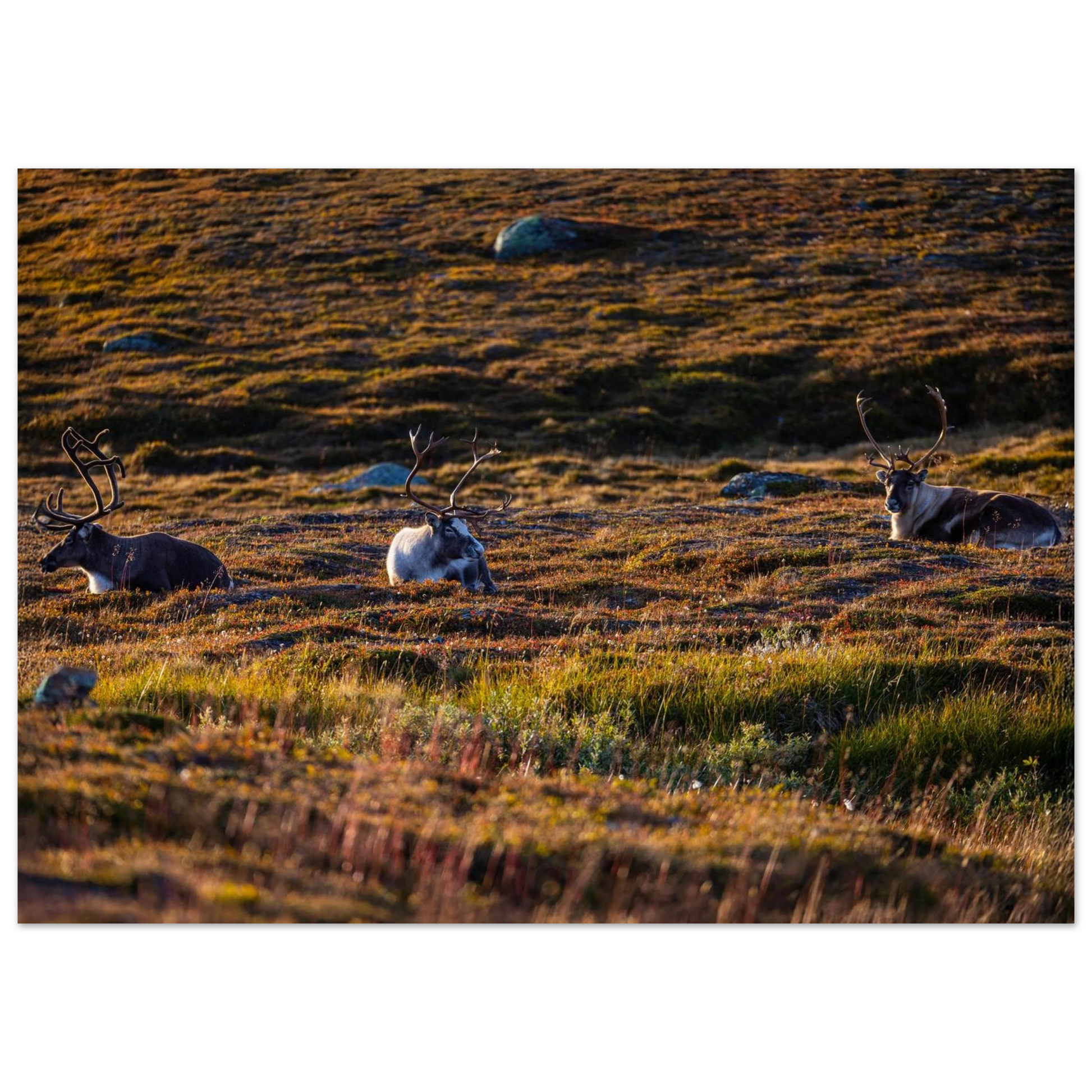 c1aa7450-105a-448a-8d16-c8008abf7029