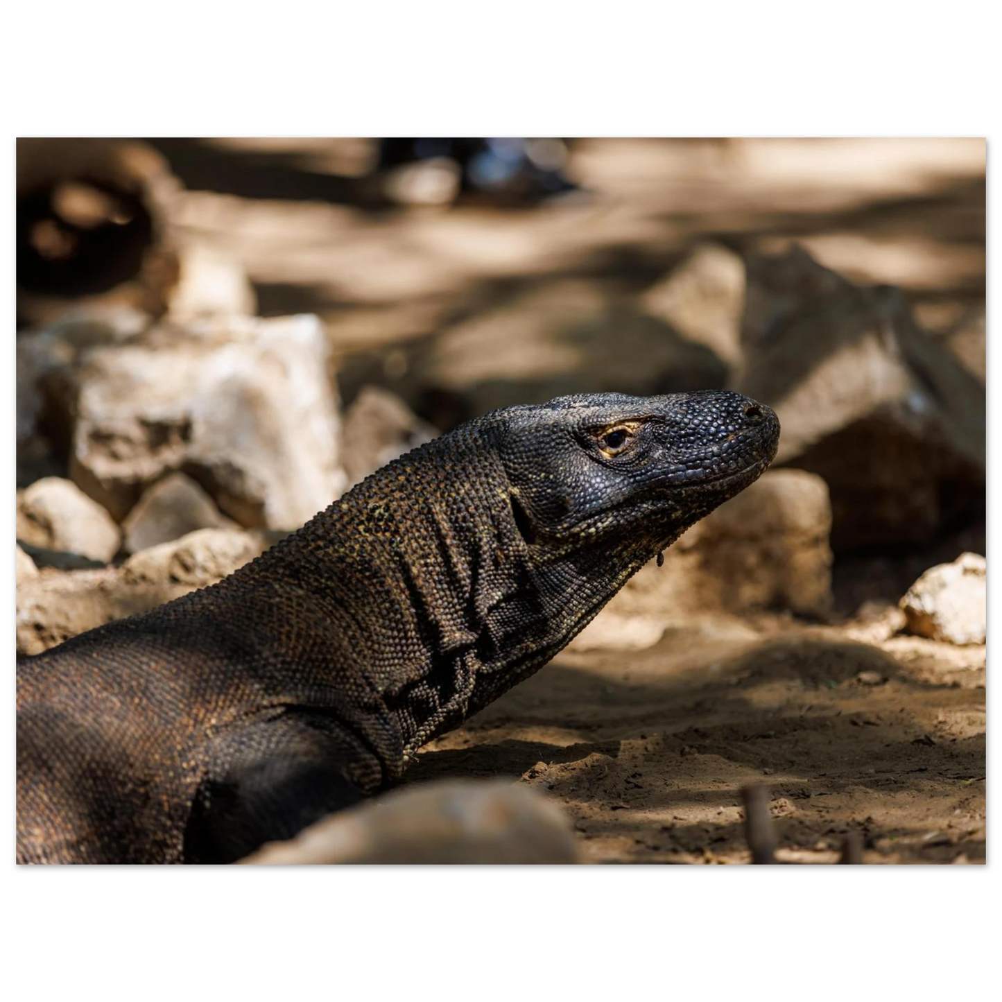 e51d9154-921d-4d4a-a3d3-e73902c12f11